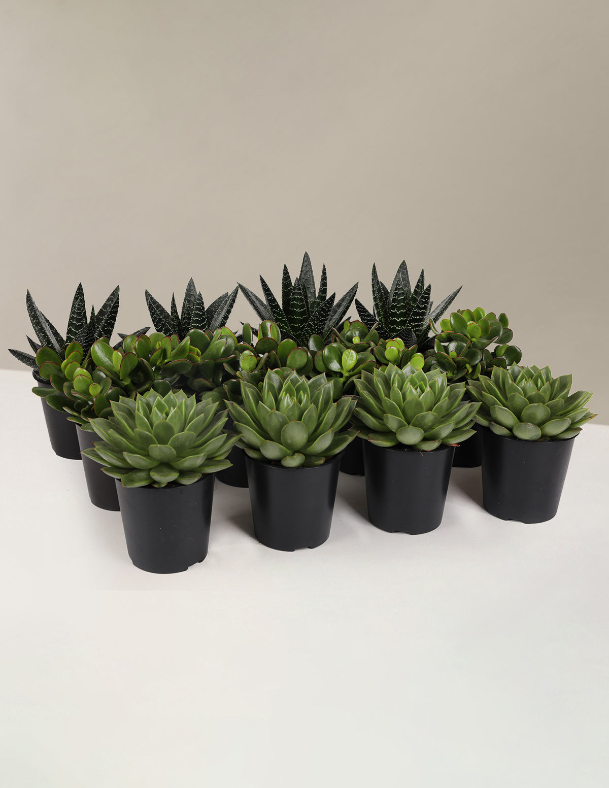 Succulent Squad Party Pack