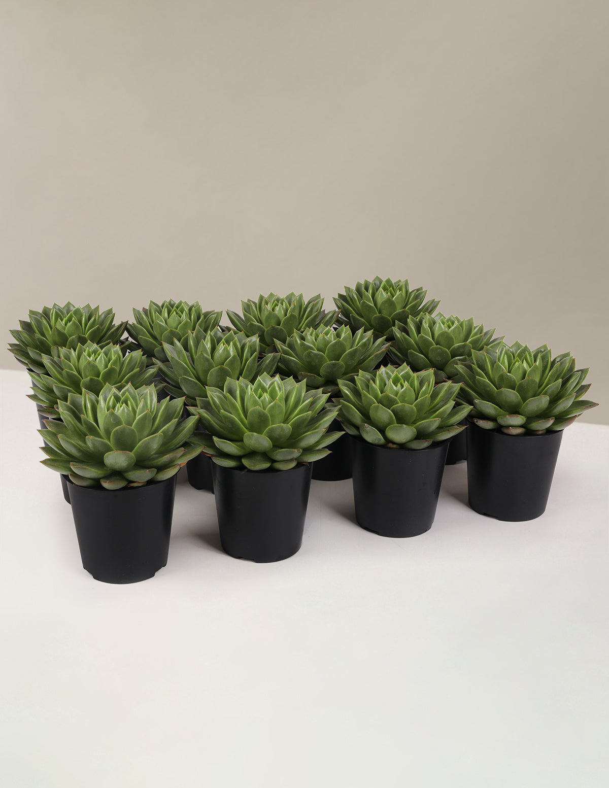 Echeveria Party Pack