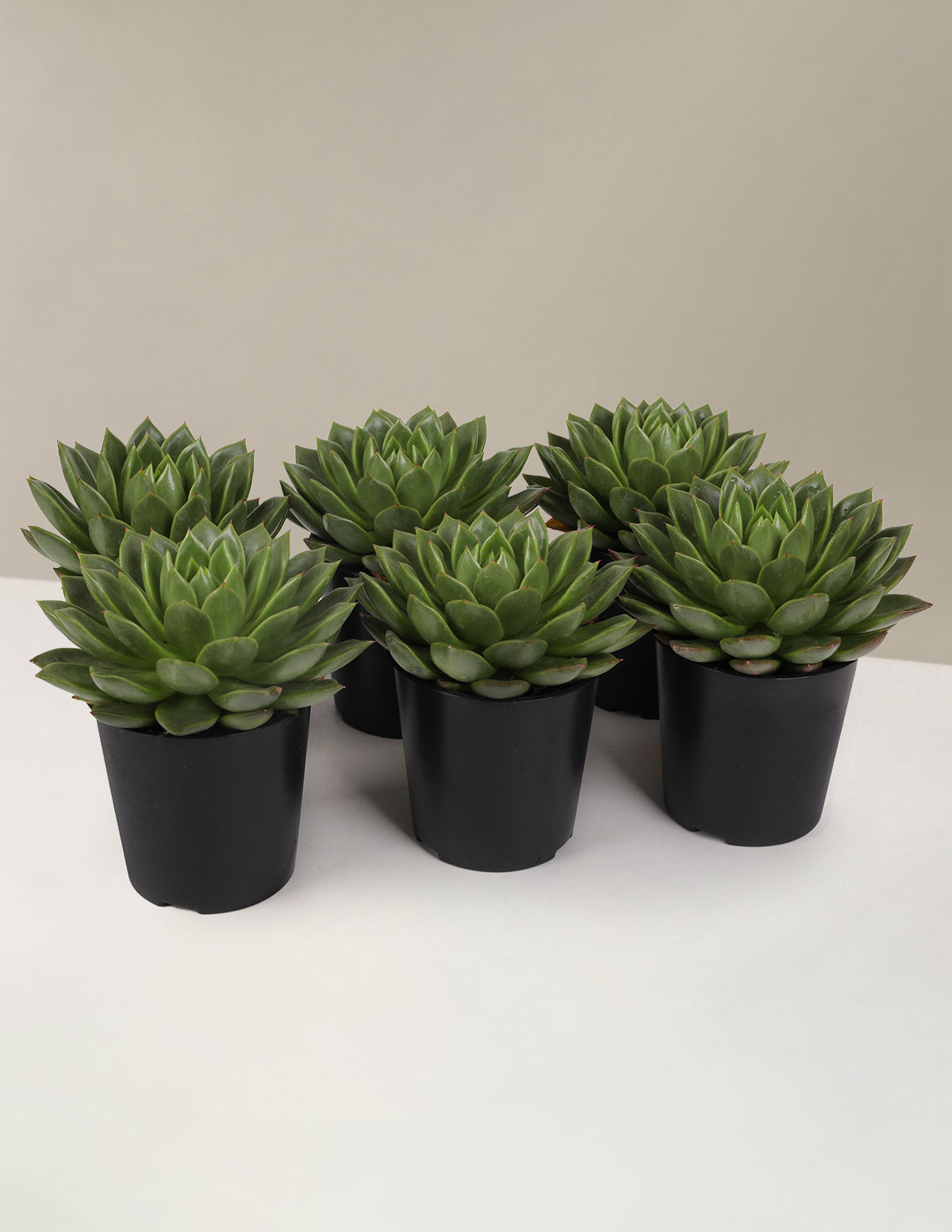 the sill succulents Echeveria Party Pack Houseplant - 6-Pack Grow Pot