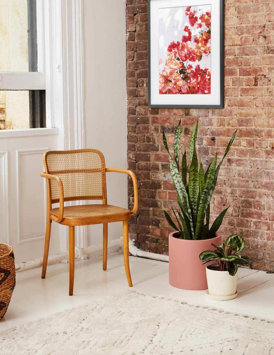 Patterned Calathea Party Pack