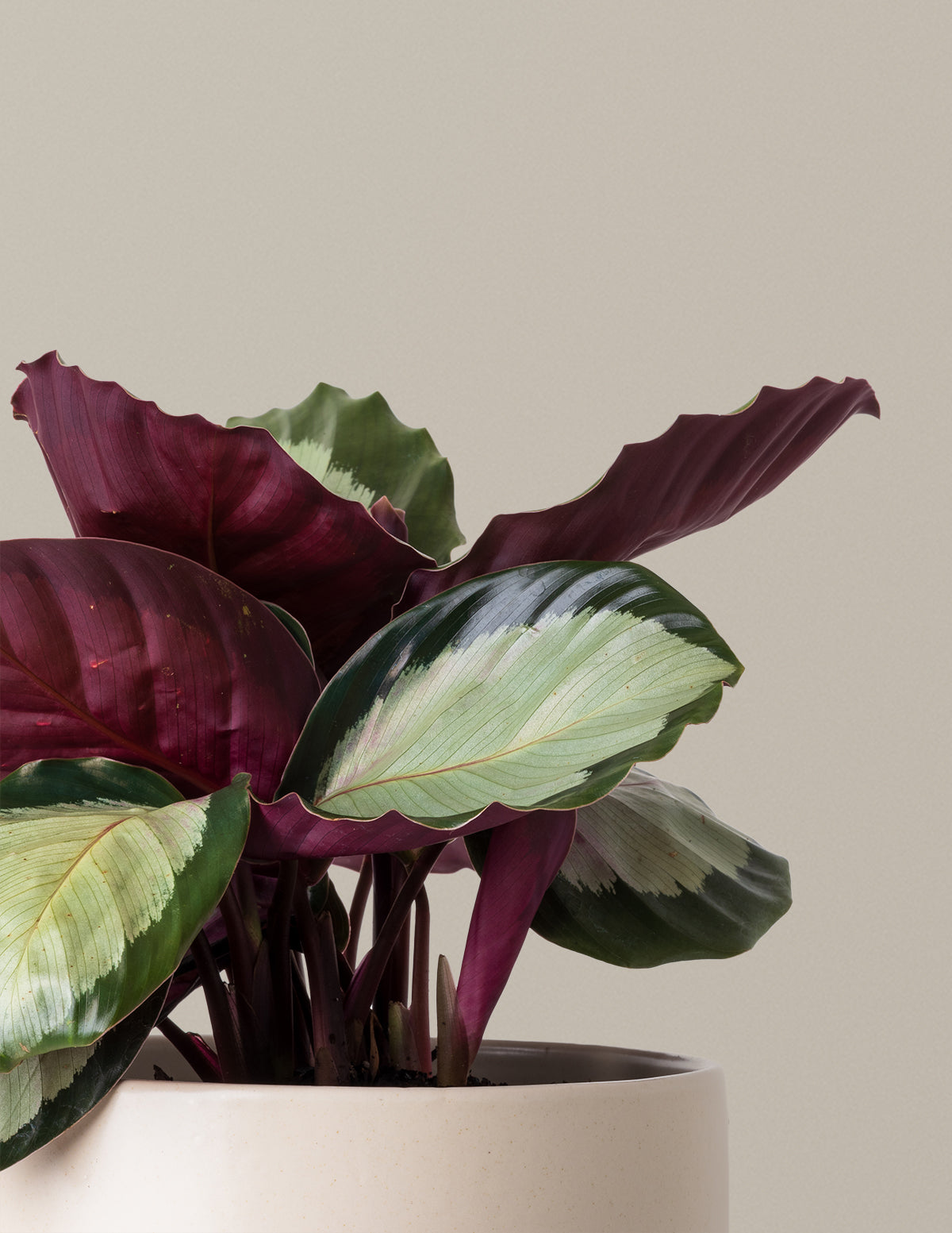 Calathea Rosy