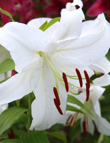 Casa Blanca Oriental Lily Bulbs