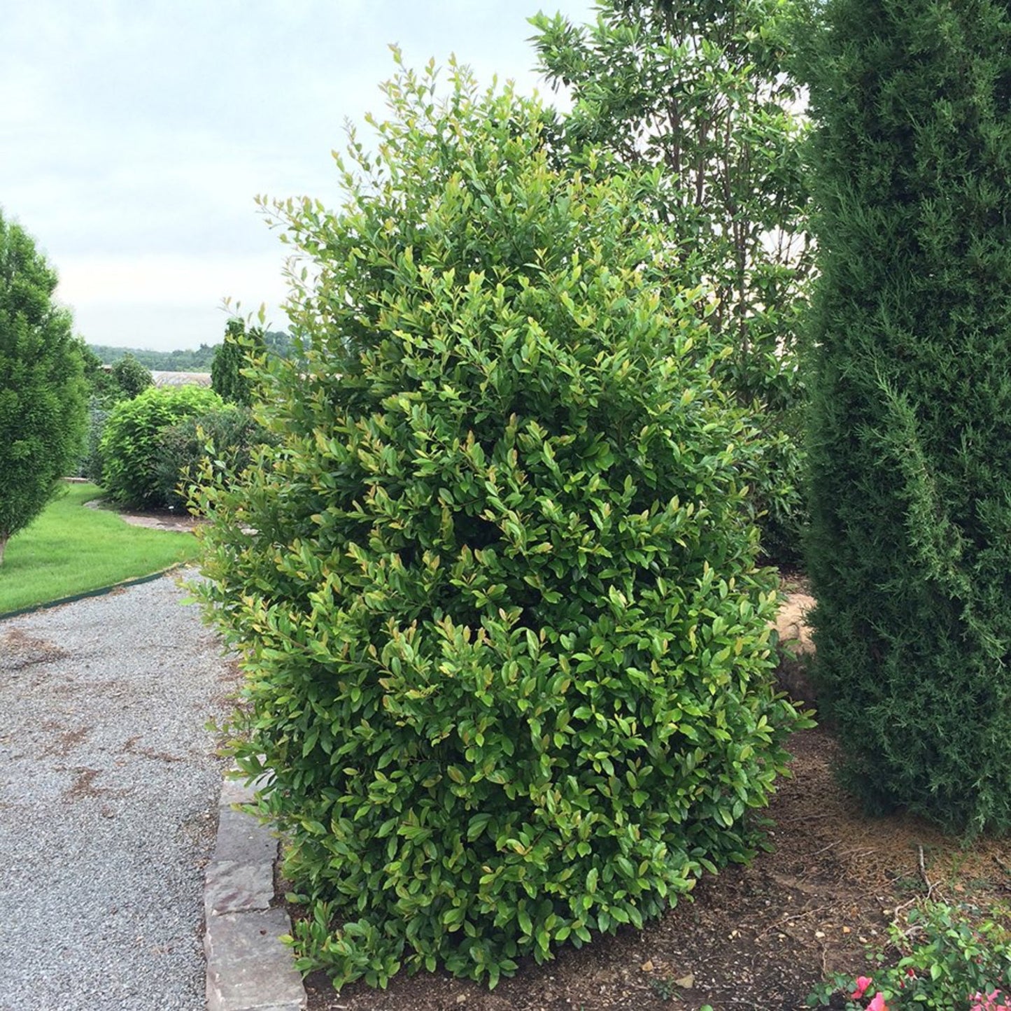 Centre Court™ Cherry Laurel