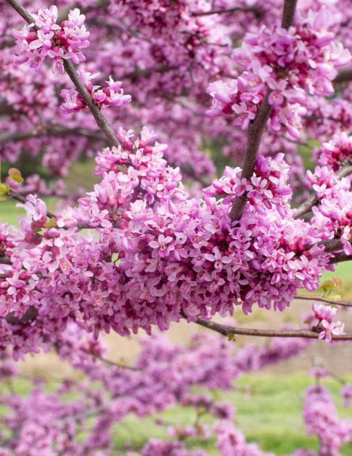 Garden Gems® Emerald Redbud