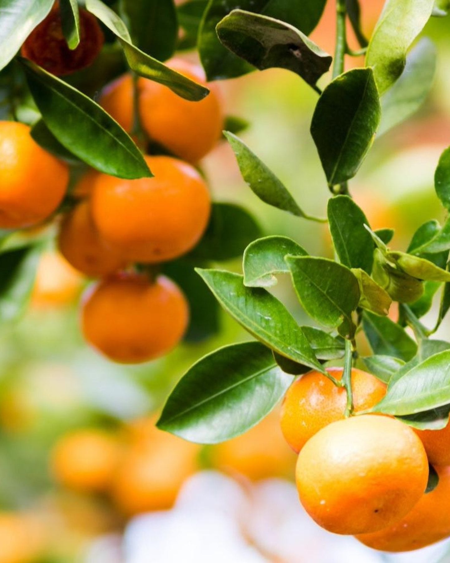 Clementine Mandarin Tree