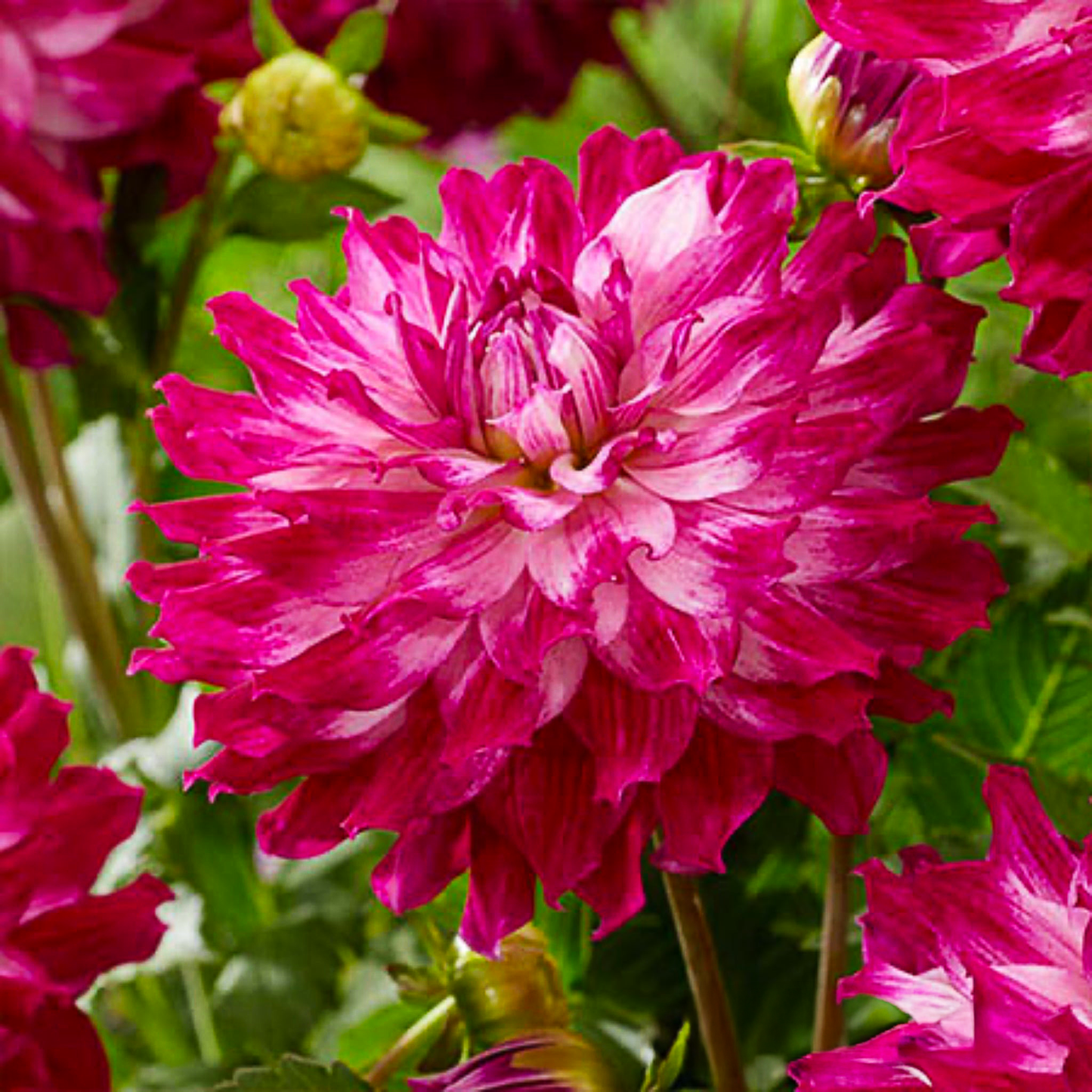 Cloudy Sky Dahlia Bulbs