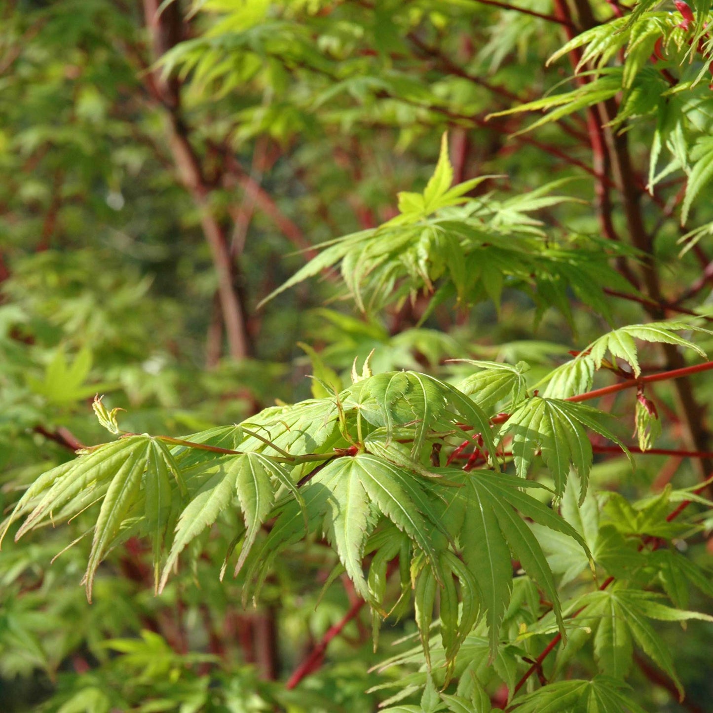 Coral Bark Japanese Maple Tree