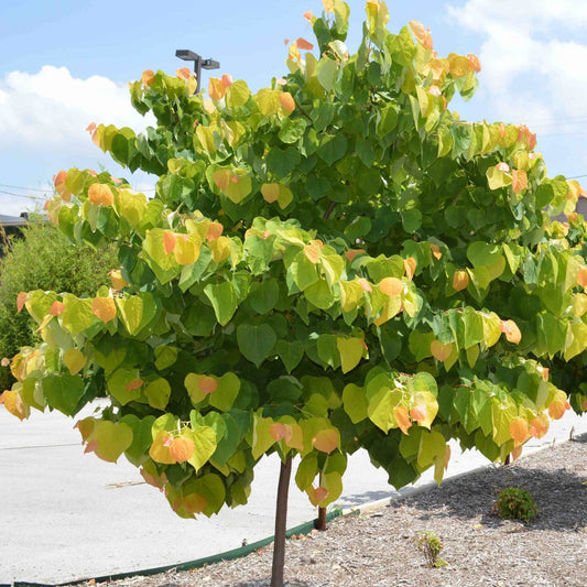The Rising Sun® Redbud