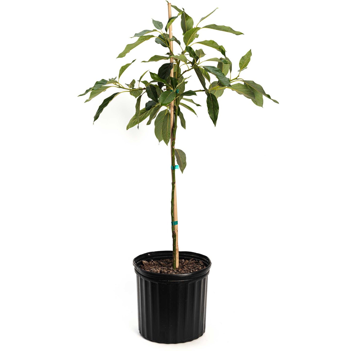 Cold Hardy Avocado Tree