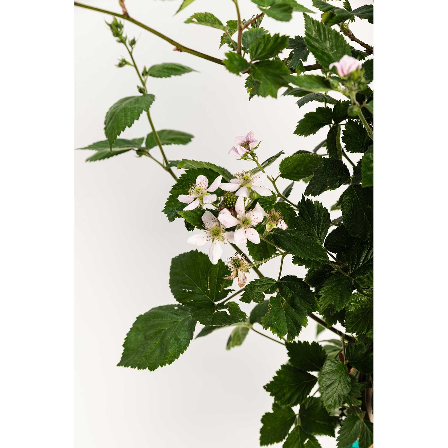 Thornless Blackberry Bush