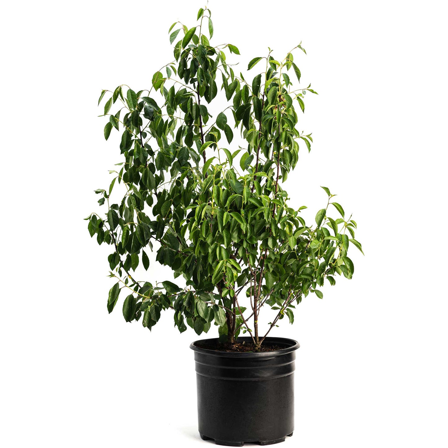 Romeo Cherry Tree