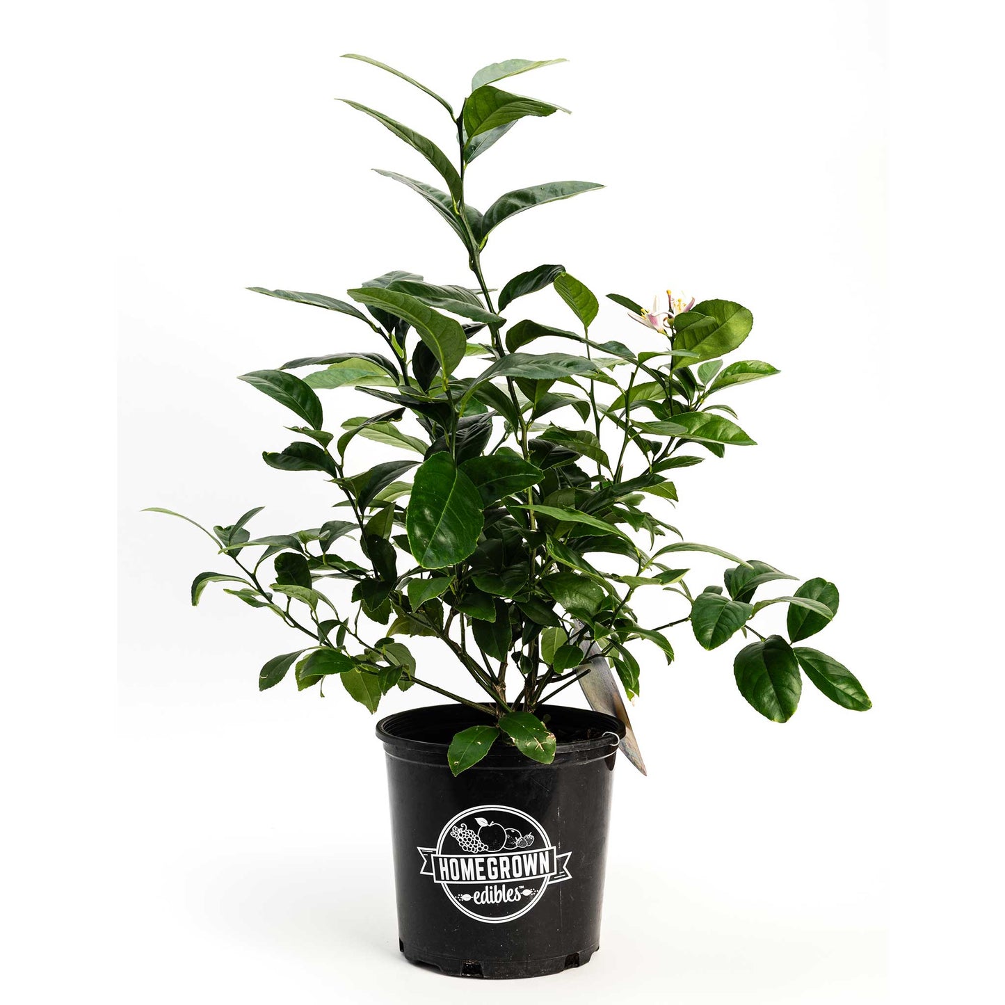 Improved Meyer Lemon Bush