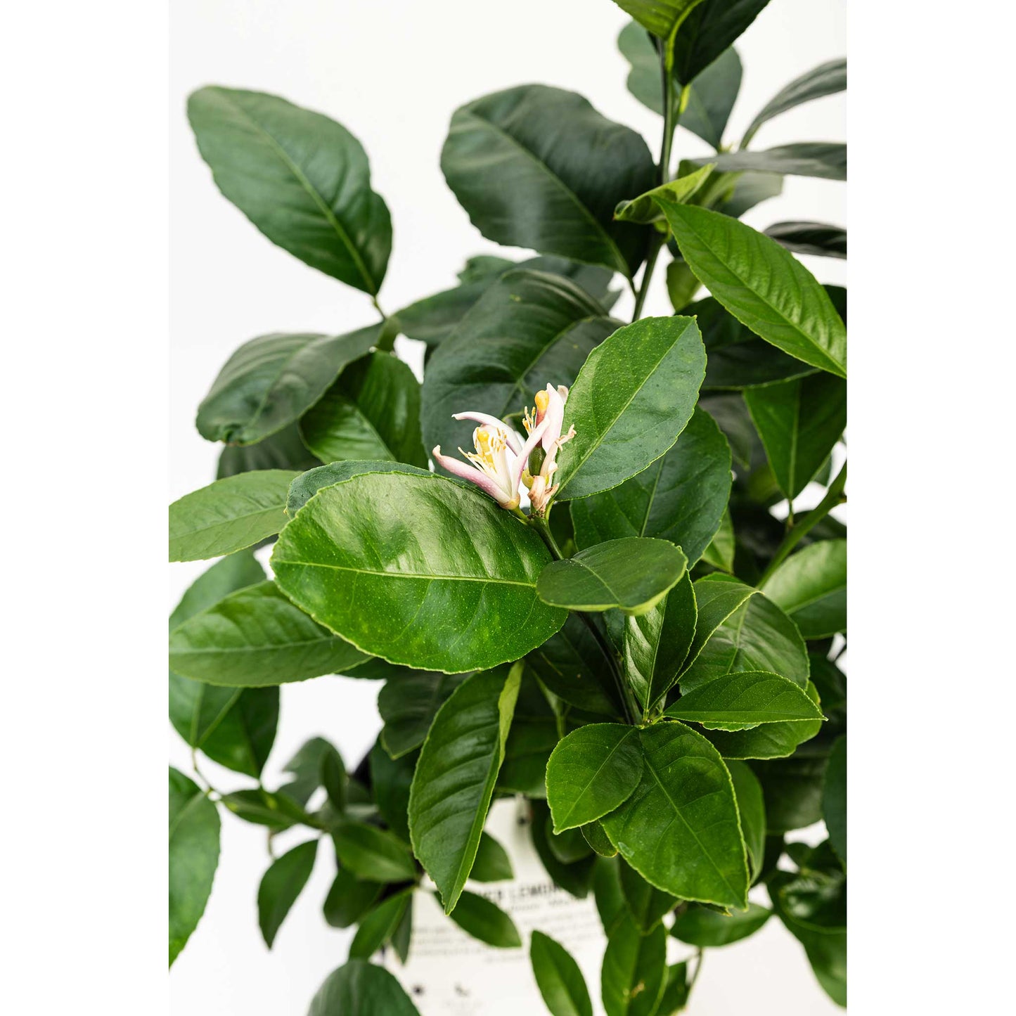Improved Meyer Lemon Bush