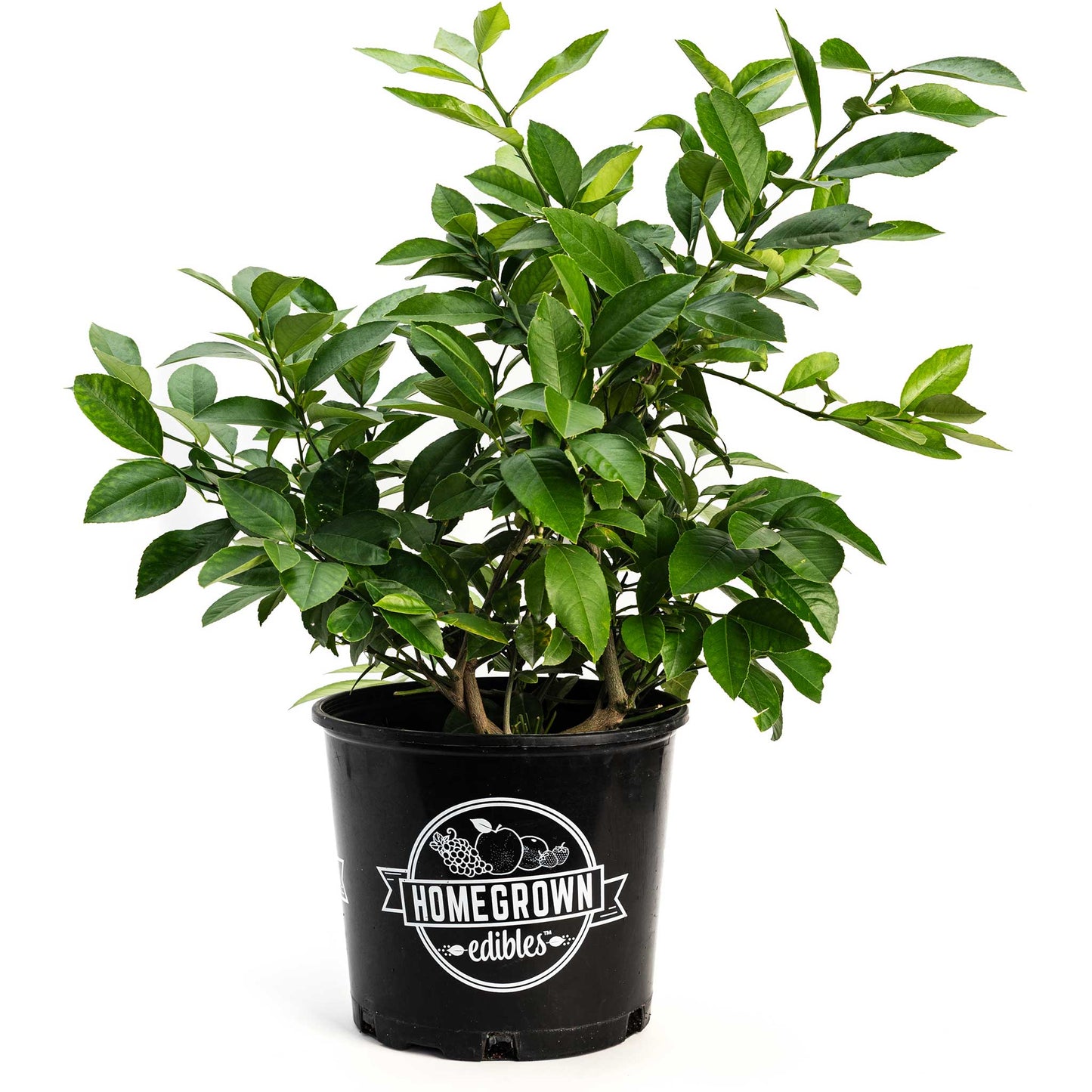 Improved Meyer Lemon Bush