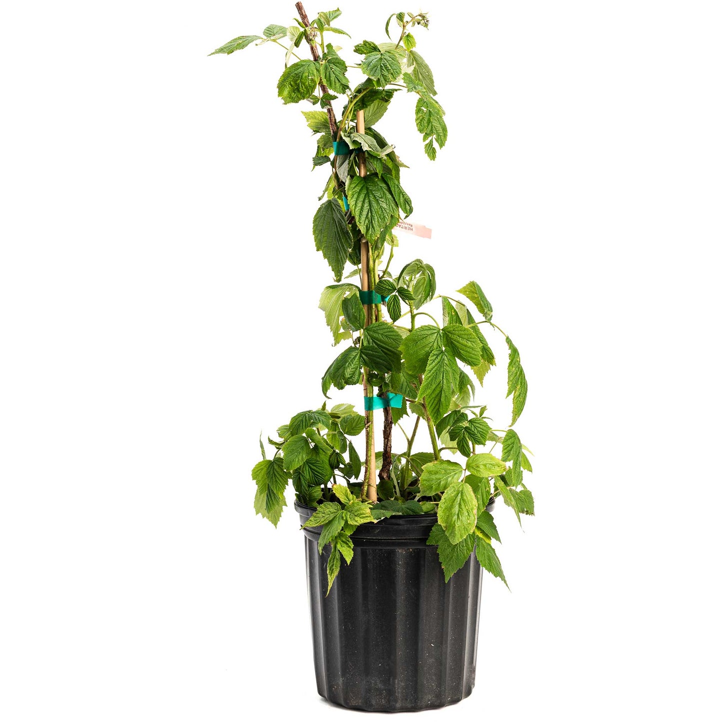 Heritage Raspberry