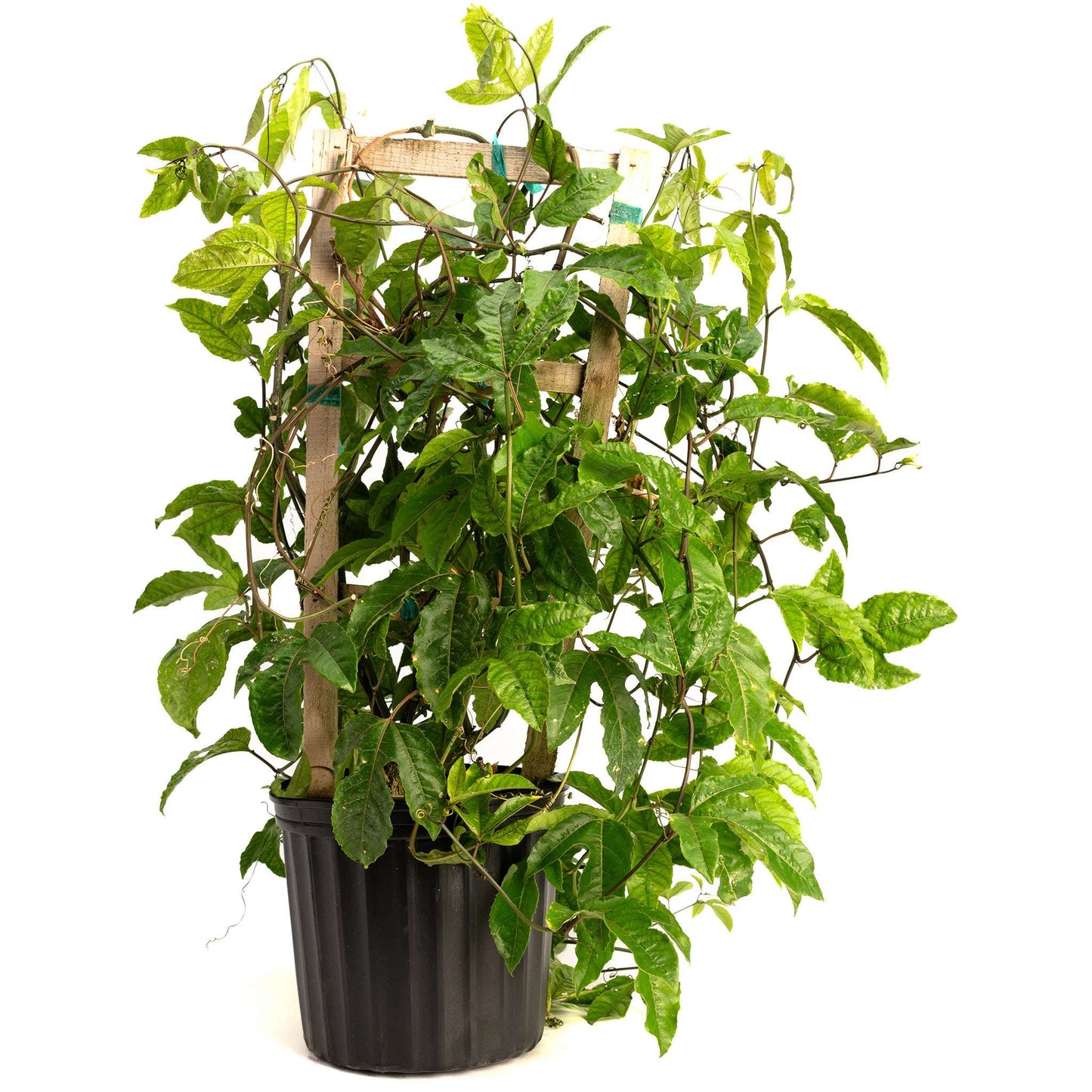 Passion Fruit Vine