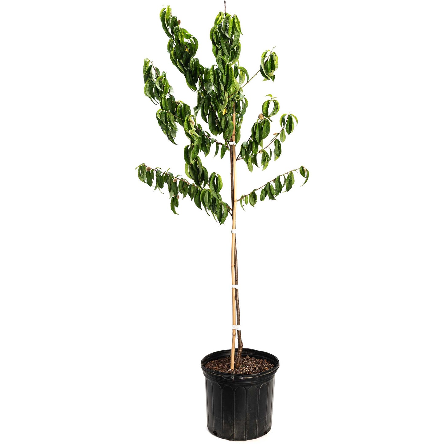 Elberta Peach Tree