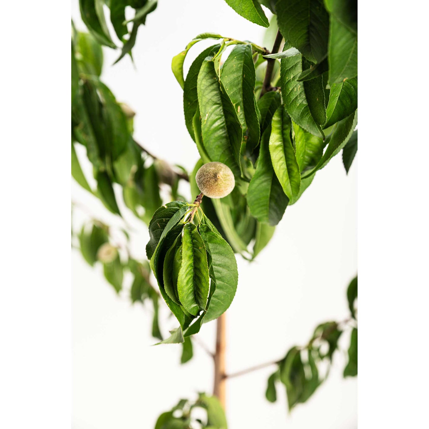 Elberta Peach Tree