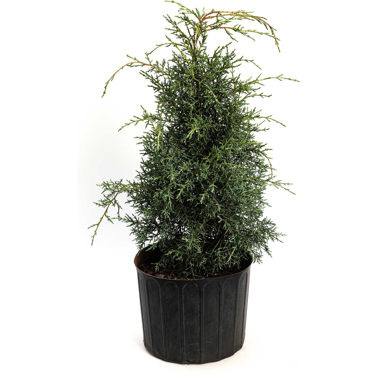 Arizona Cypress - Carolina Sapphire
