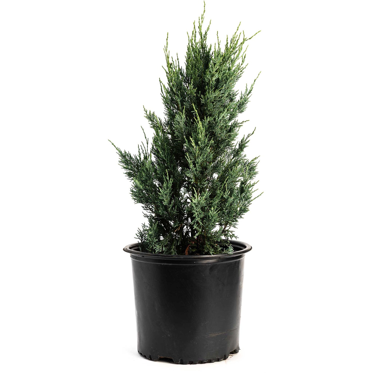 Moonglow Juniper Tree
