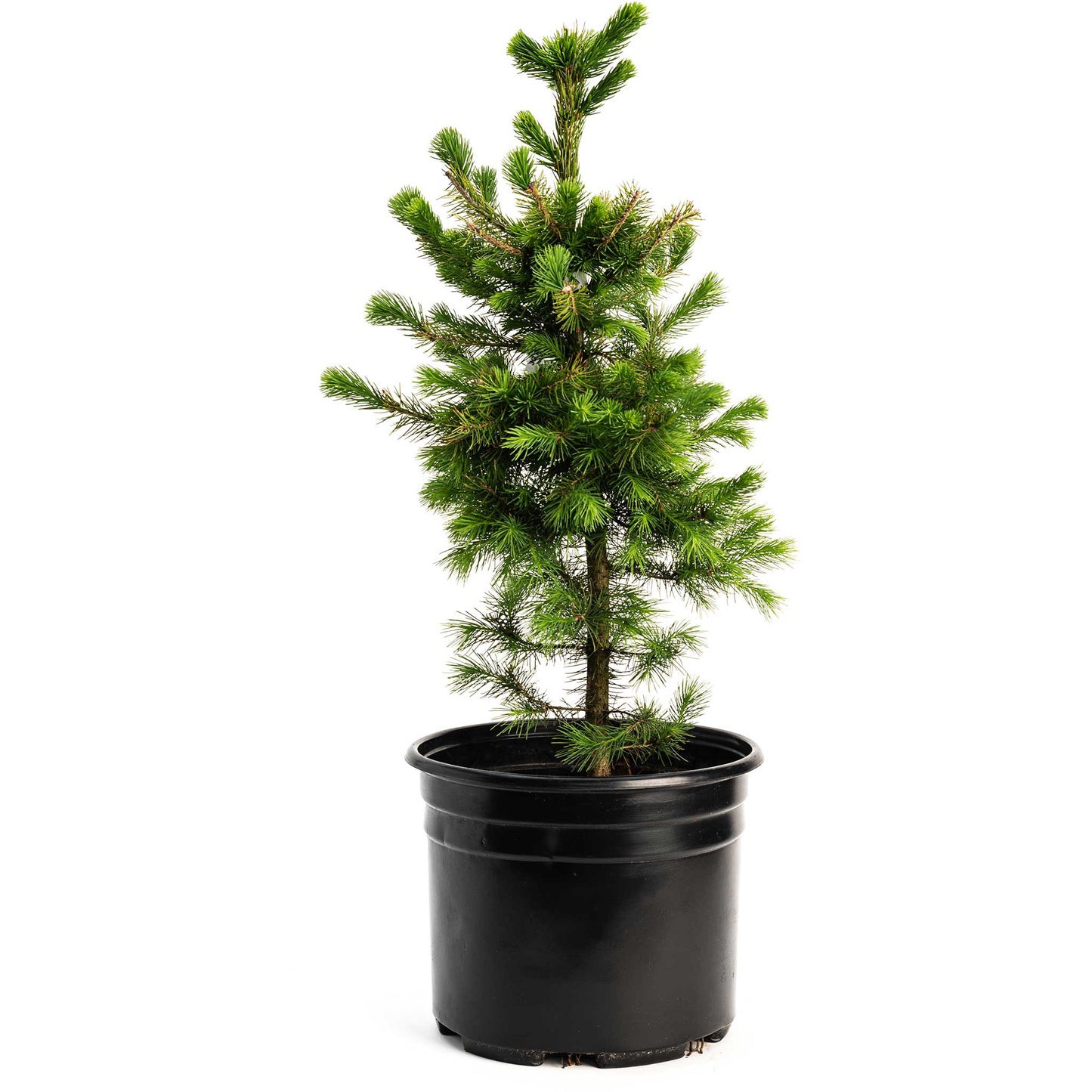 Norway Spruce