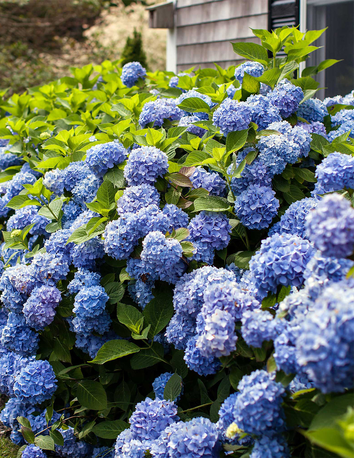 Endless Summer® Hydrangea