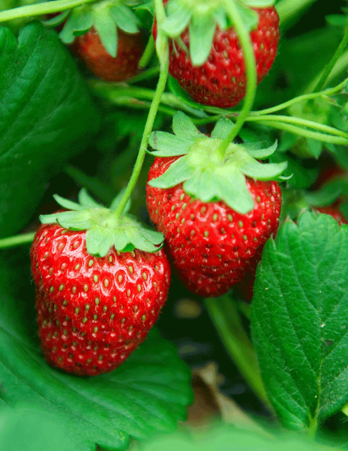 Everbearing Strawberry