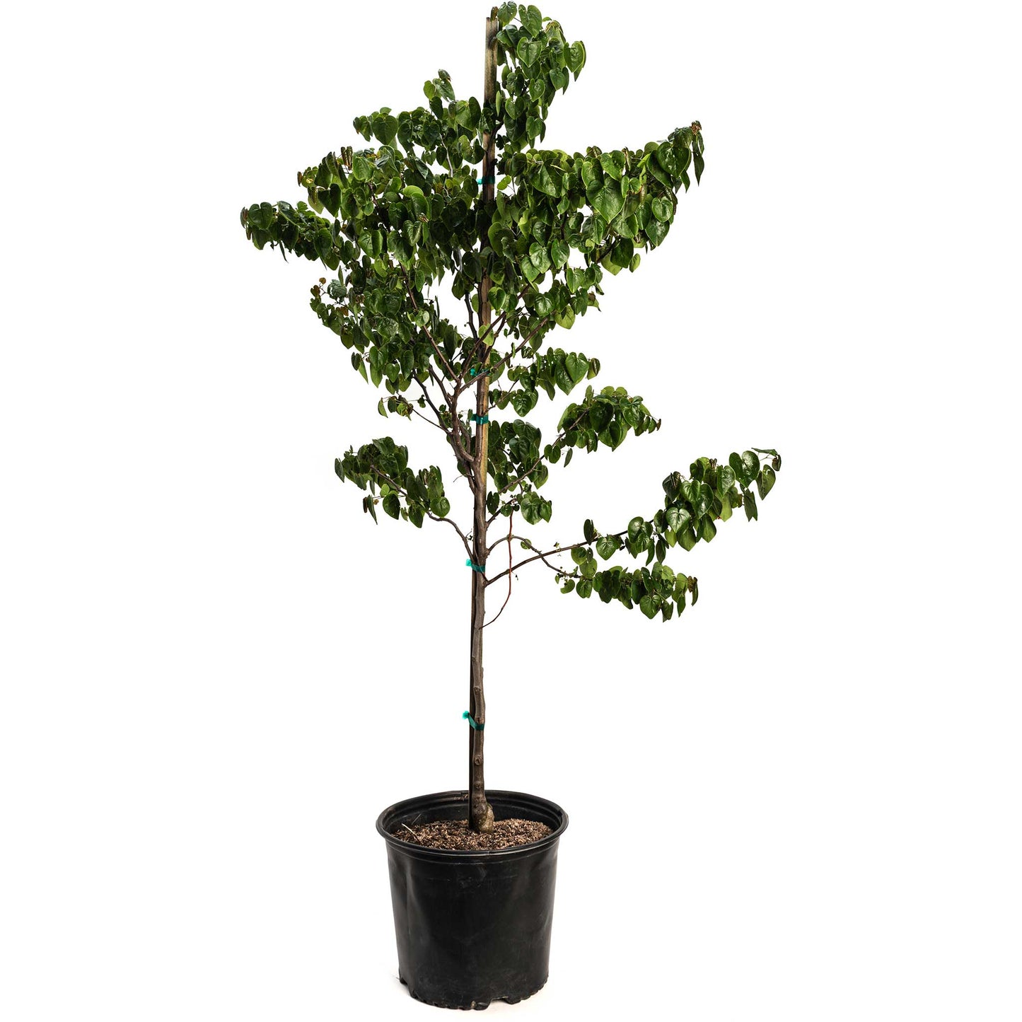 Garden Gems® Emerald Redbud