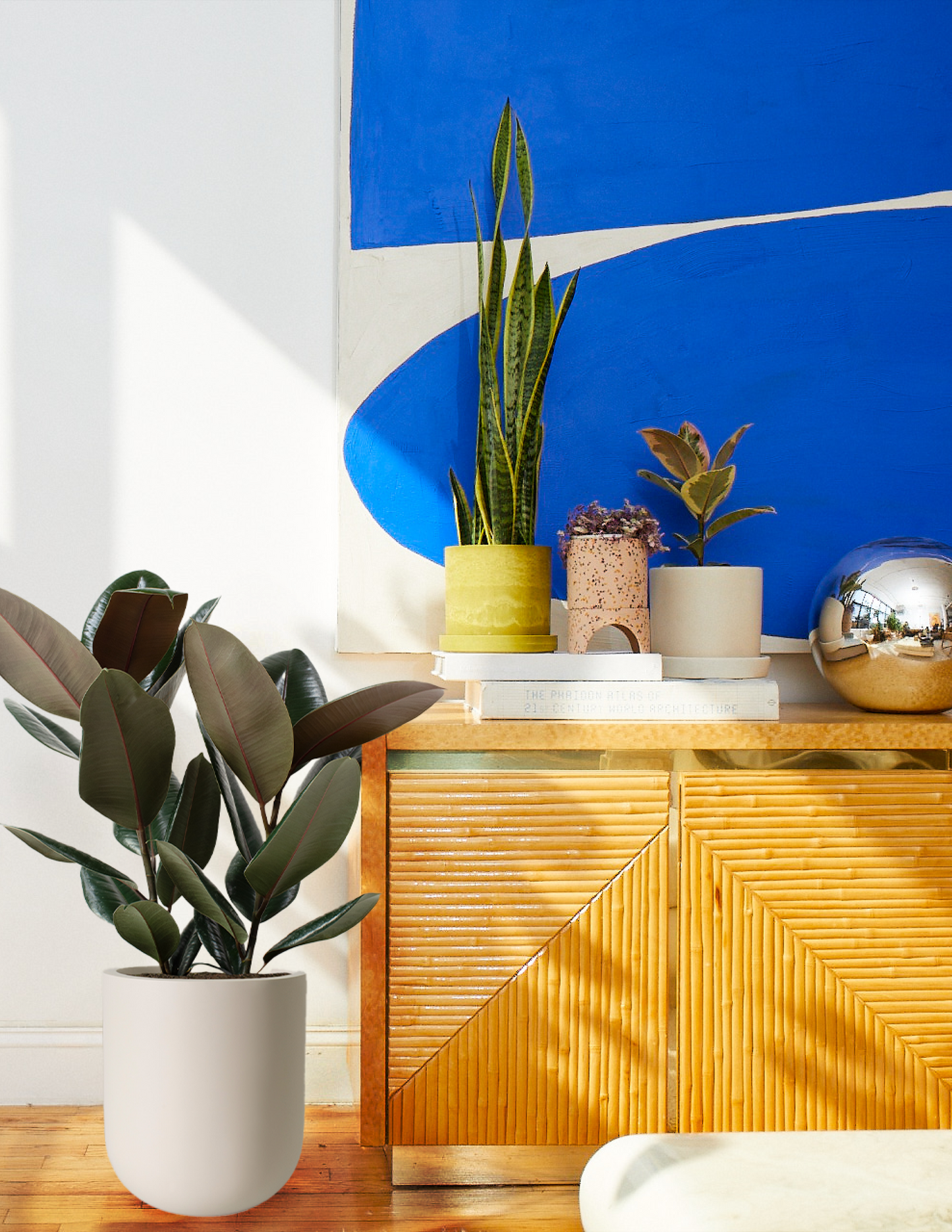 Ficus Burgundy Rubber Plant
