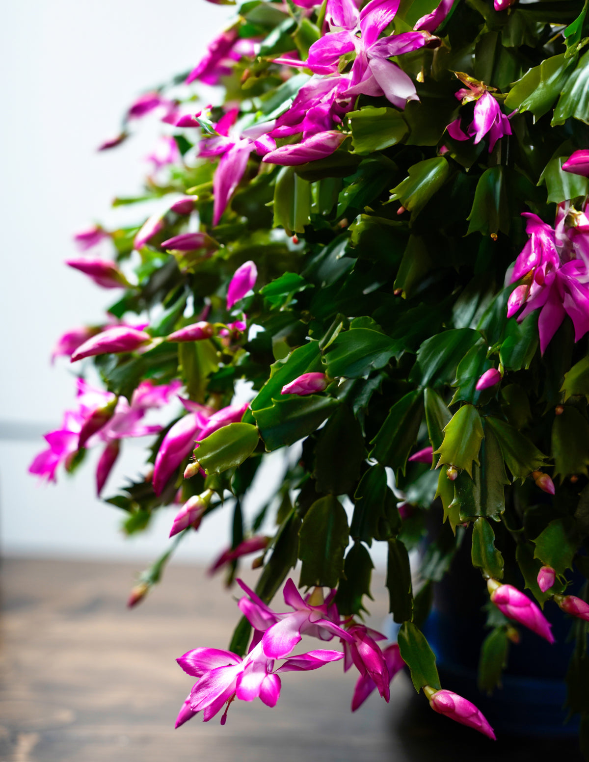 vining plants for hanging baskets Seasonal Cactus Hanging Basket
