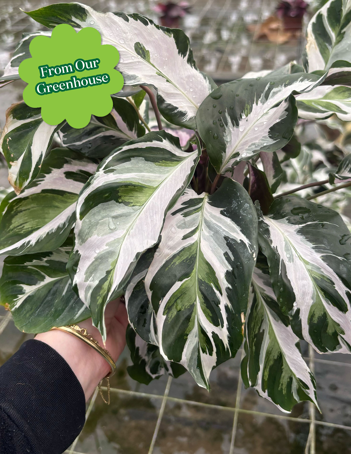 Calathea White Fusion | Tropical Houseplants for Delivery