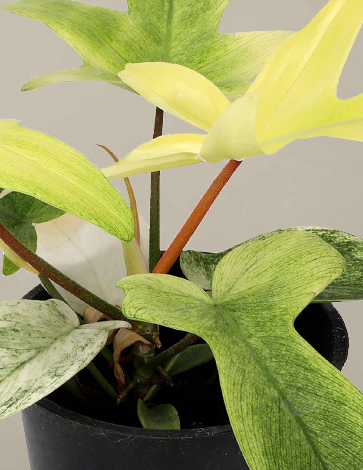 Philodendron Florida Ghost