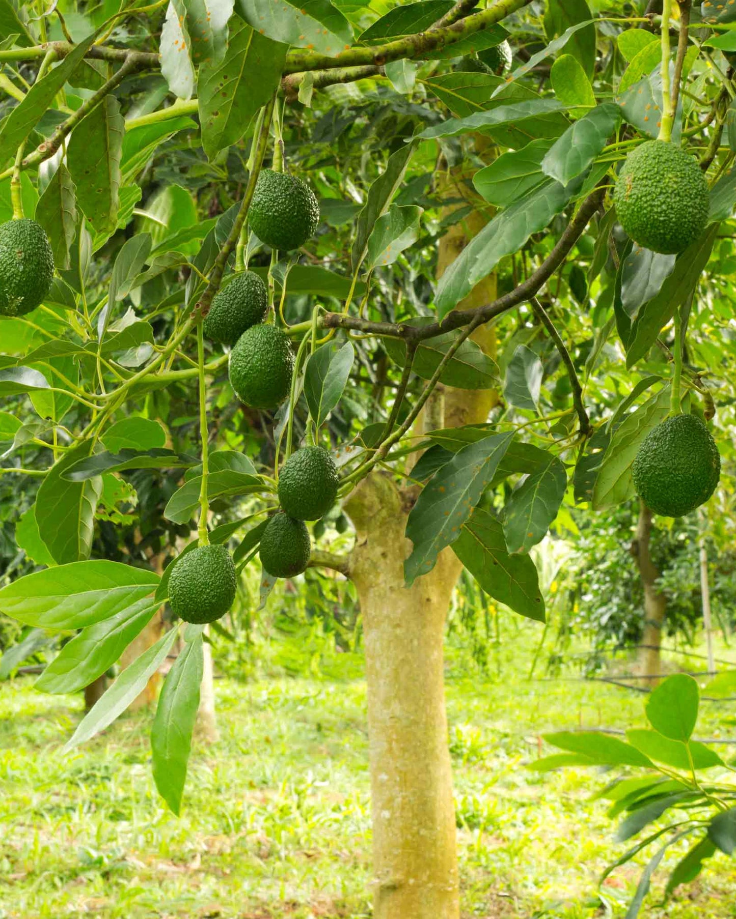 Hass Avocado Tree