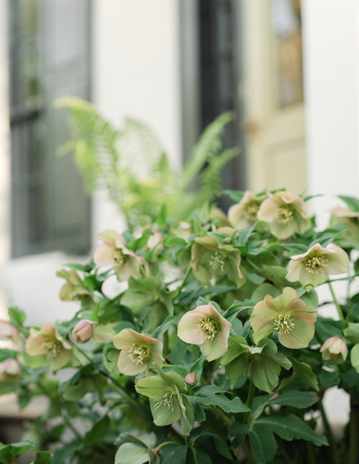 Ivory Prince Hellebore