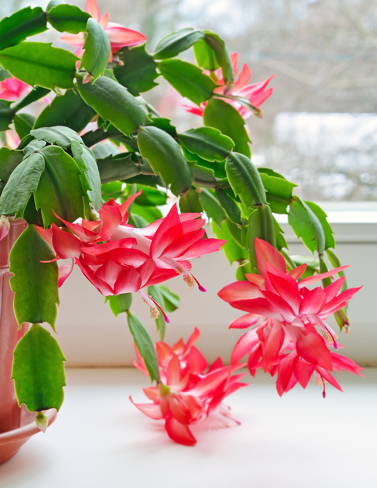 Christmas Cactus