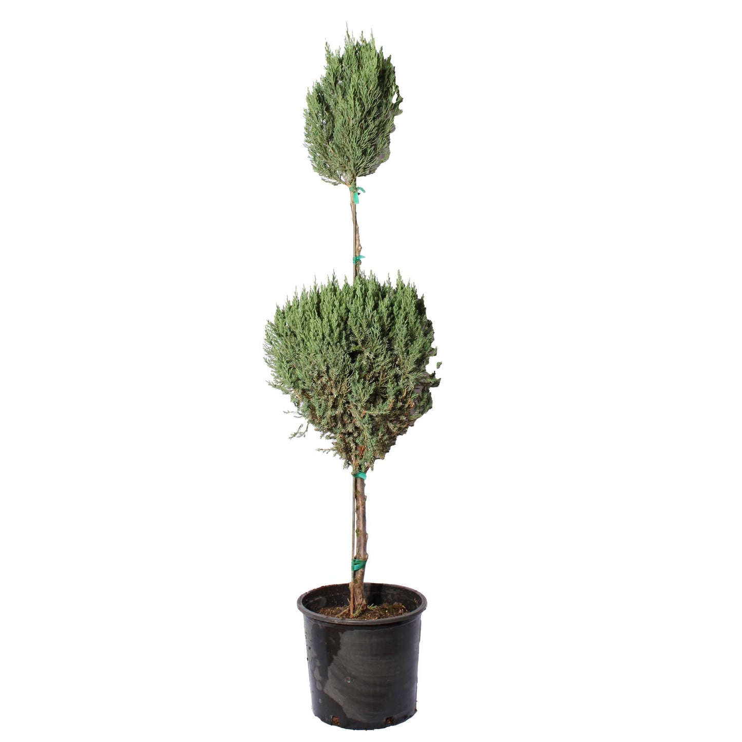 Blue Point Juniper Topiary Tree