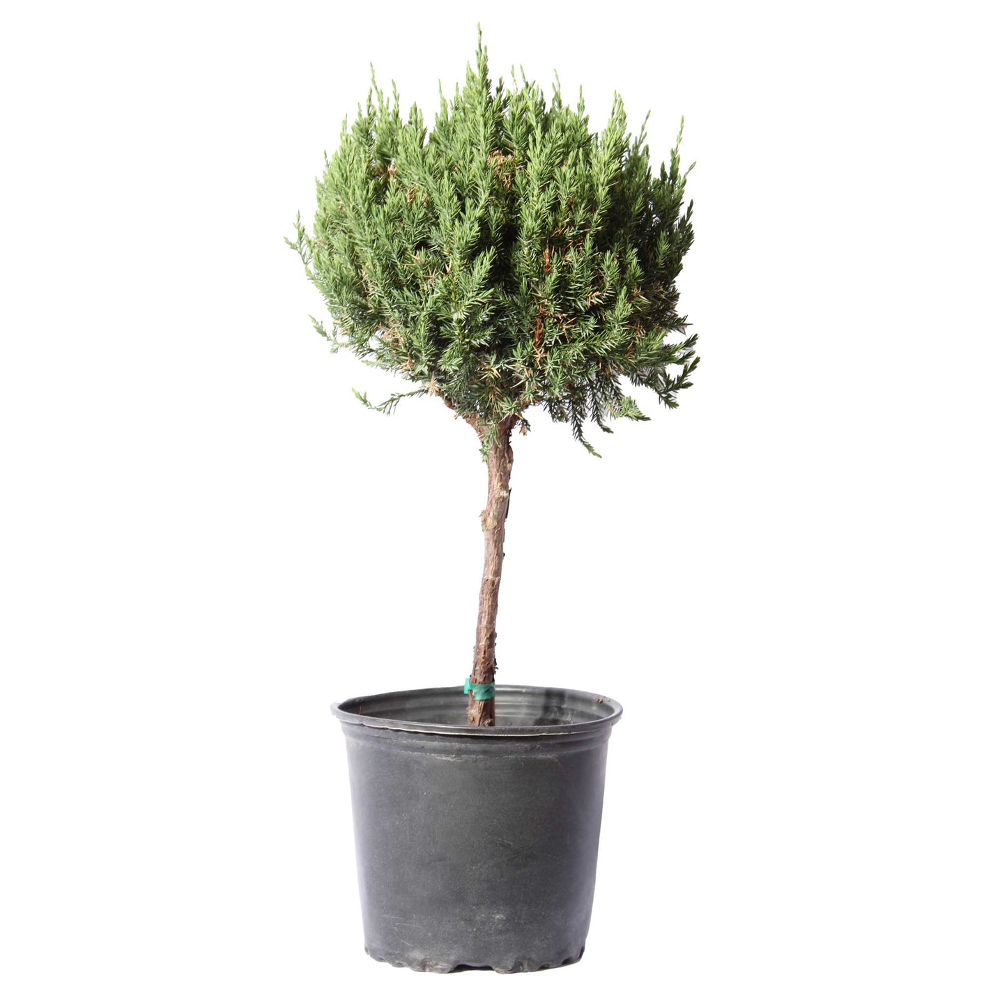 Blue Point Juniper Topiary Tree