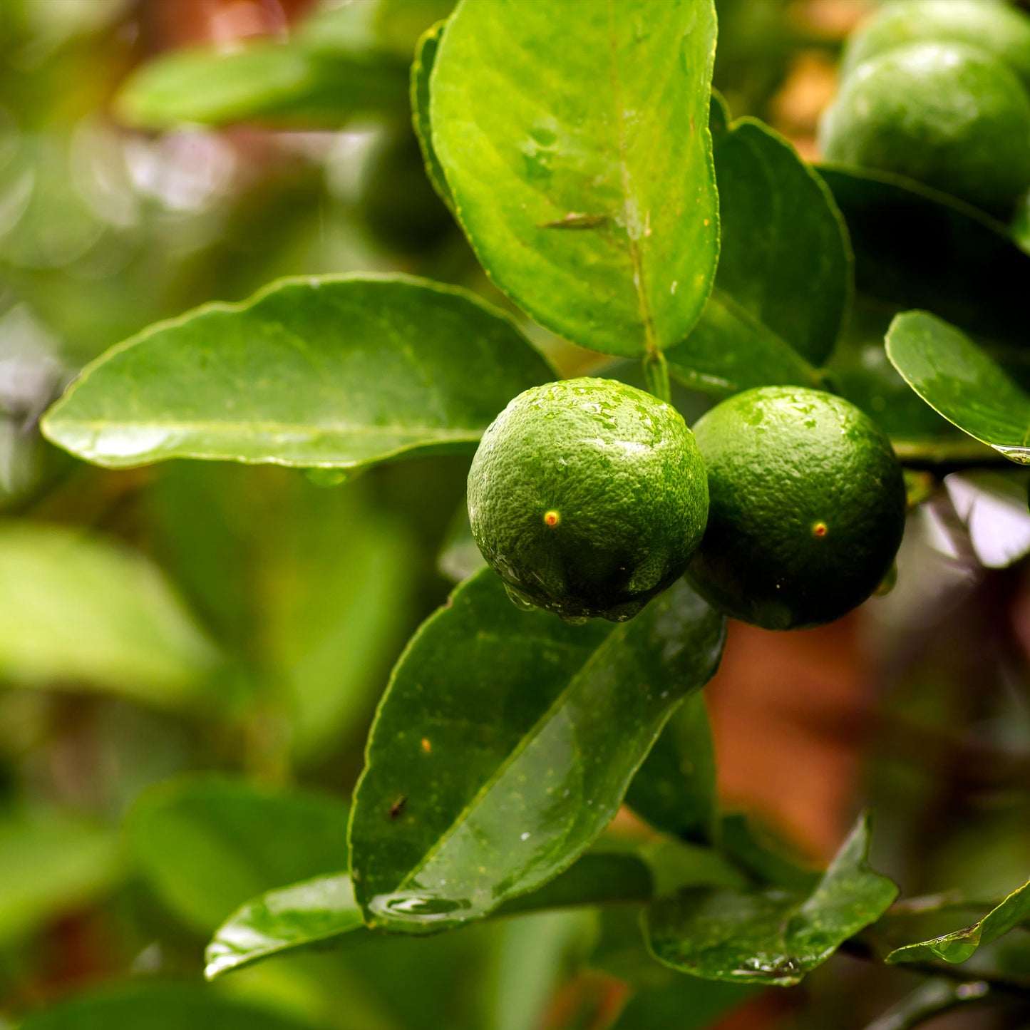 Key Lime Tree