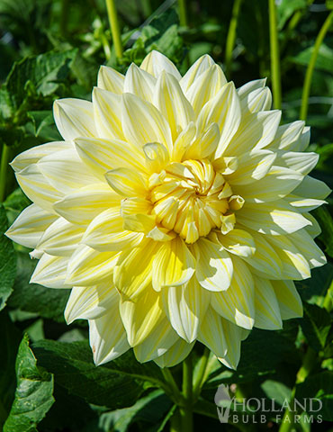 La Luna Dahlia Bulbs