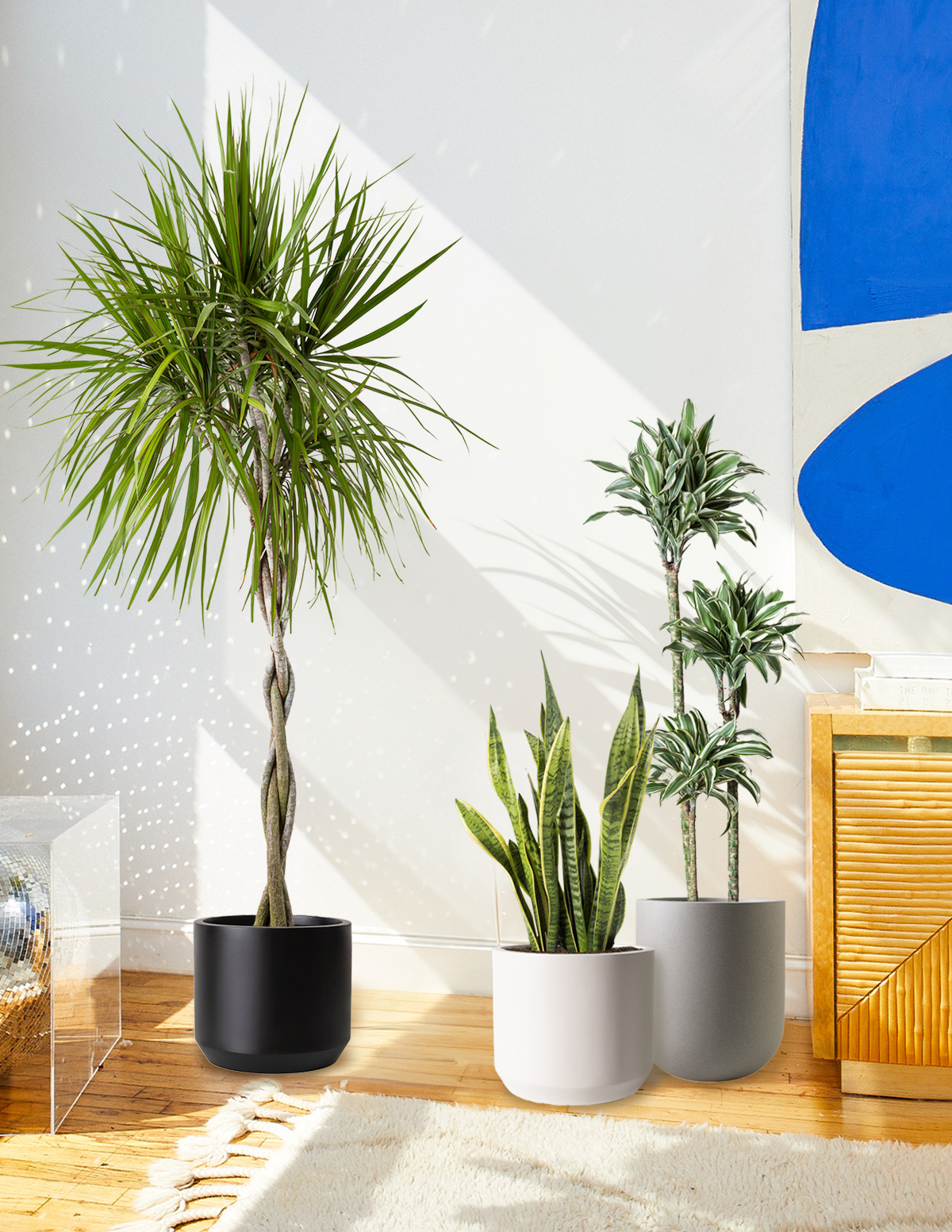Dracaena Marginata Braided | Large Houseplants for Delivery
