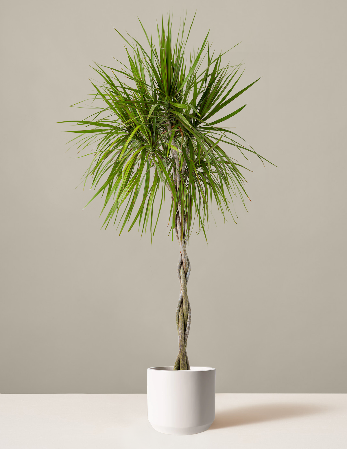 Dracaena Marginata Braided