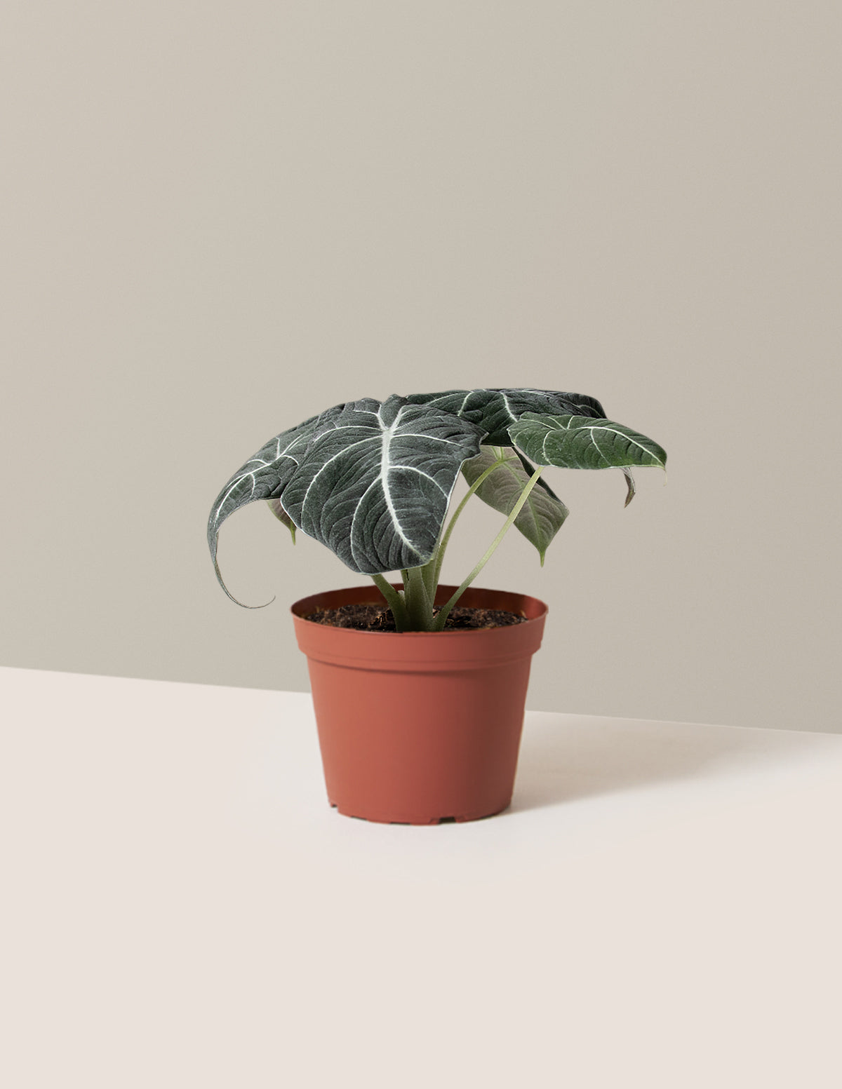 Alocasia Black Velvet
