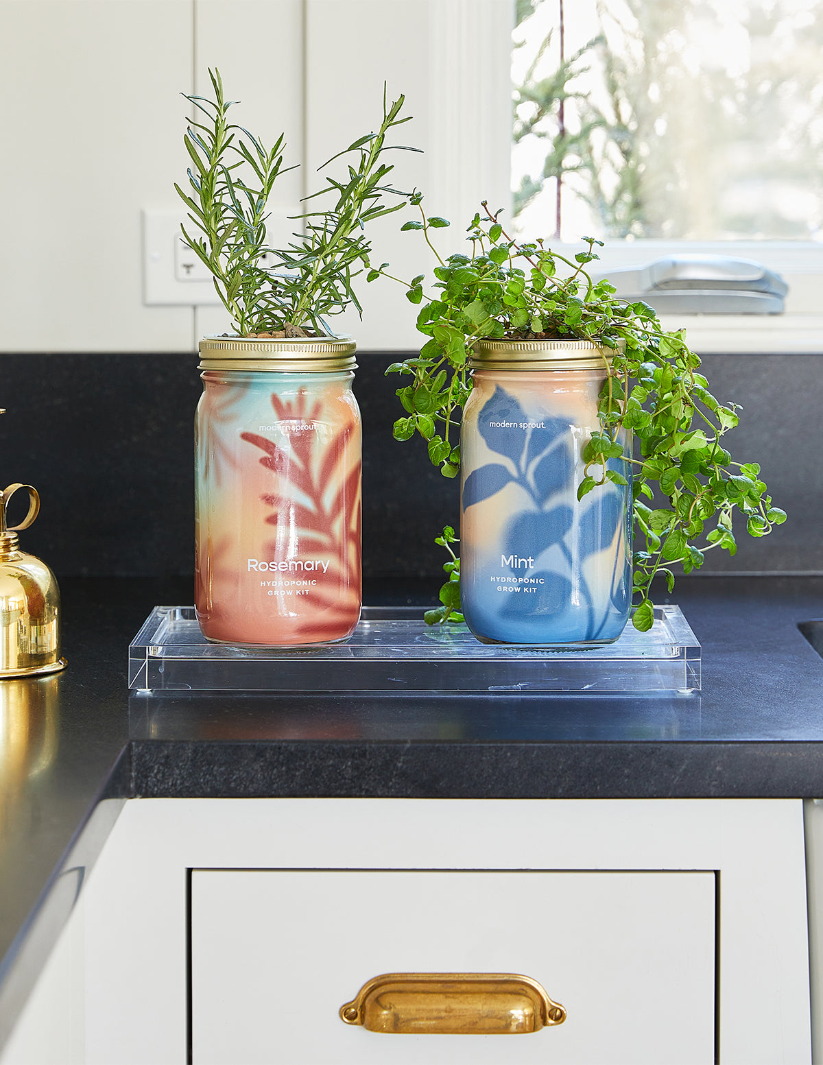 Garden Jar Duo, Basil + Rosemary