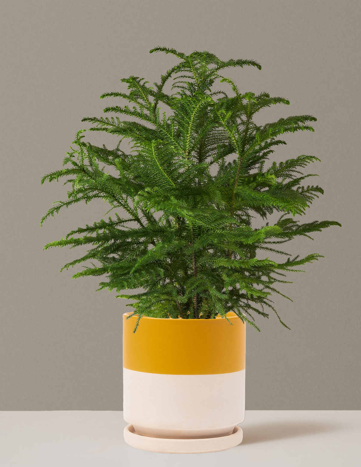 Norfolk Island Pine