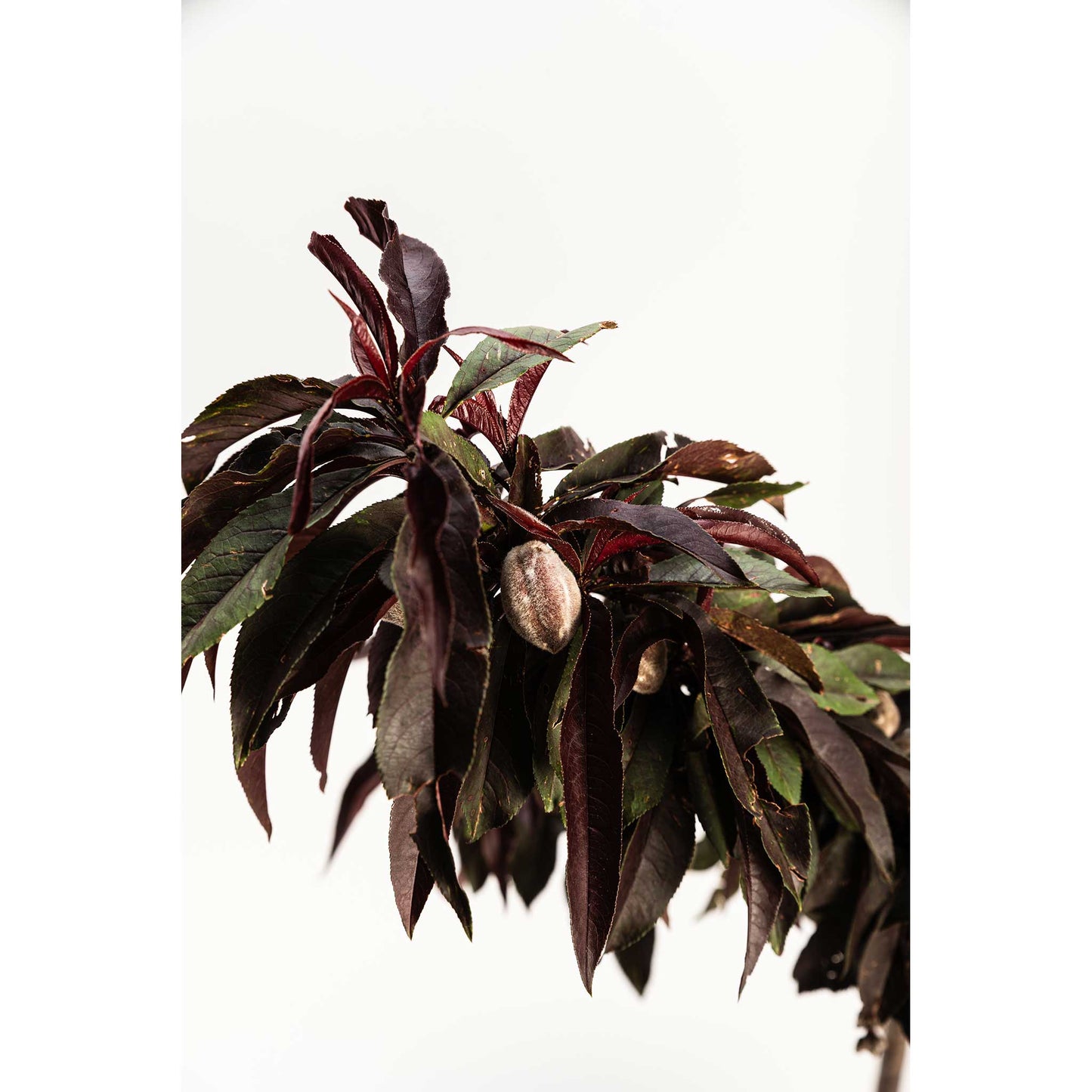 Bonfire Patio Peach Plant