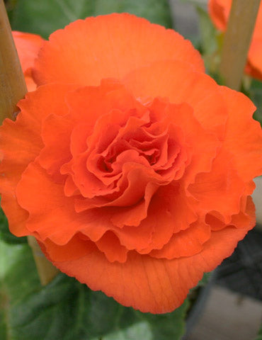 Orange Double Begonia Bulbs