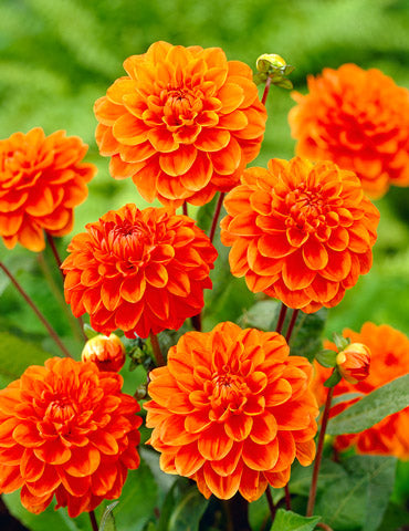 Orange Nugget Dahlia Bulbs