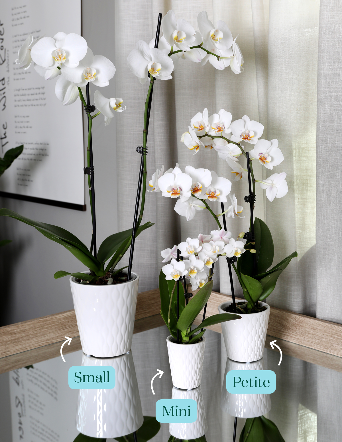 Petite Sunset Orchid