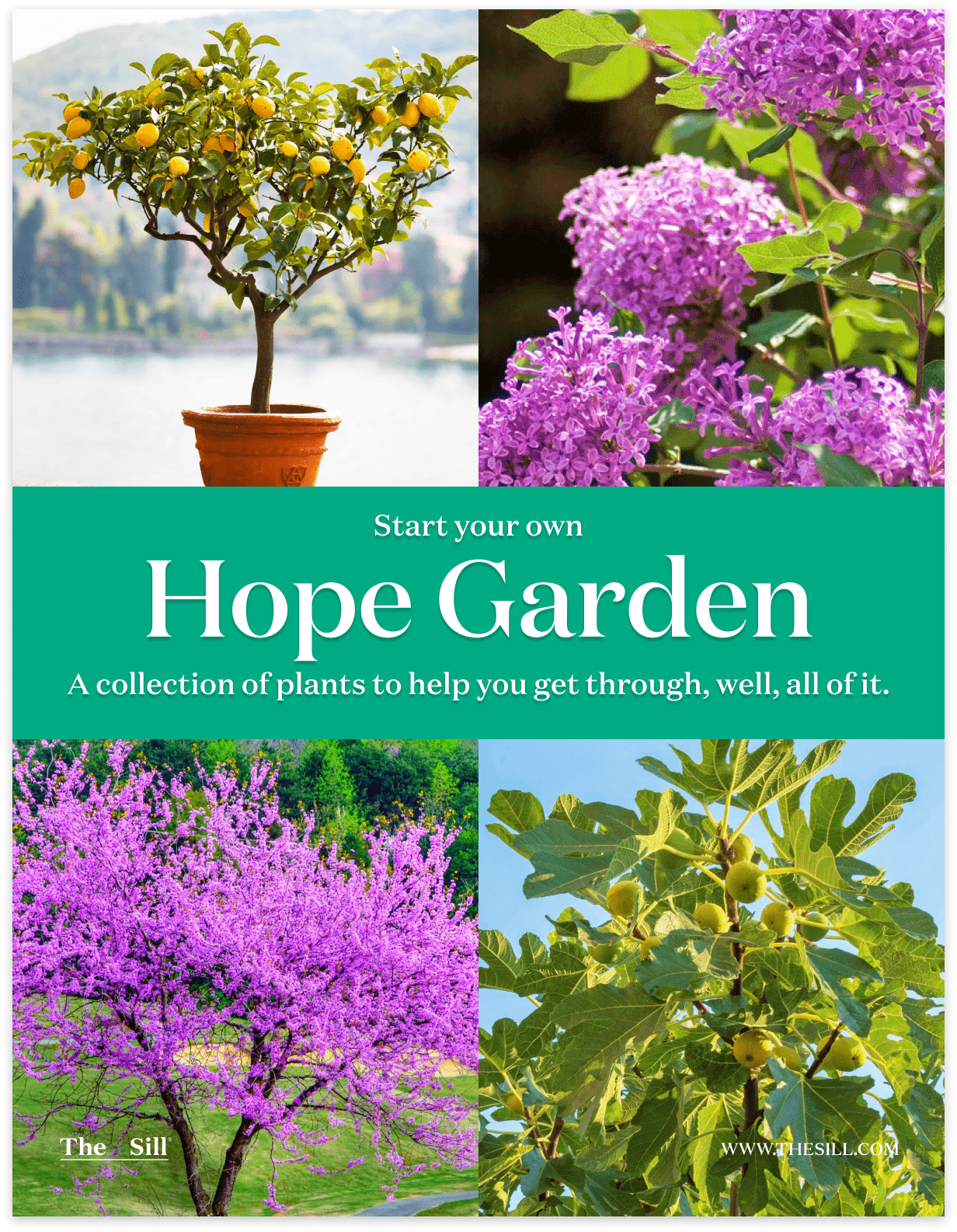 Hope Garden' Outdoor Bundle | Shop Outdoor Houseplants & Gifts