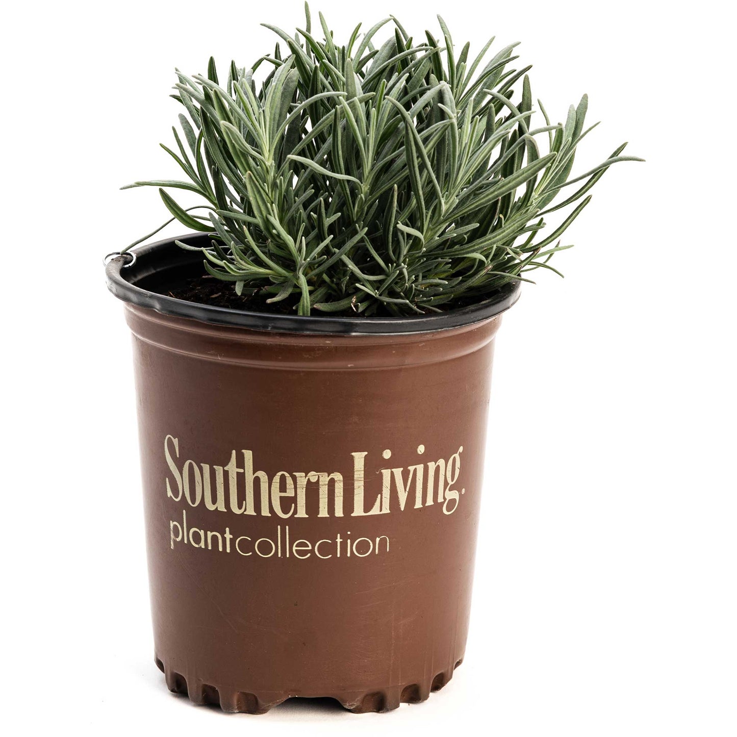 Phenomenal™ Lavender Plant